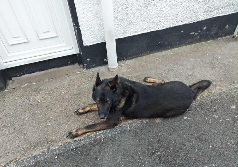 German Shepherd puppies for sale in Strabane, County Tyrone – 11 years old - Image 3 of 3