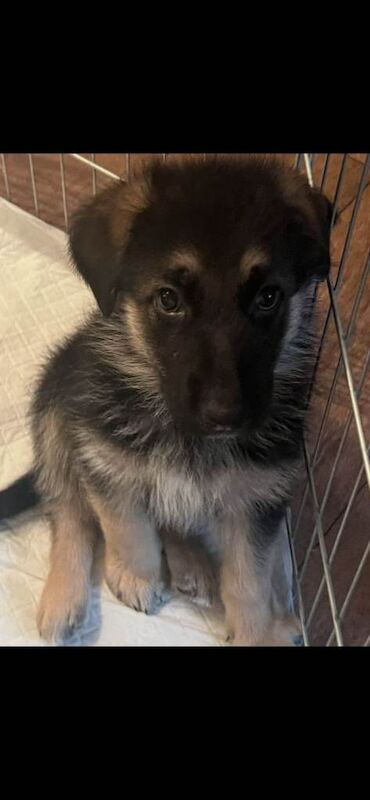 Kennel Club Registered German Shepherd Puppies For Sale