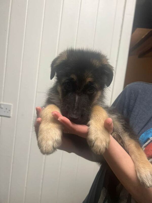 German Shepherd puppies for sale in Gateshead, Tyne And Wear – KC registered, 11 weeks old - Image 2 of 6