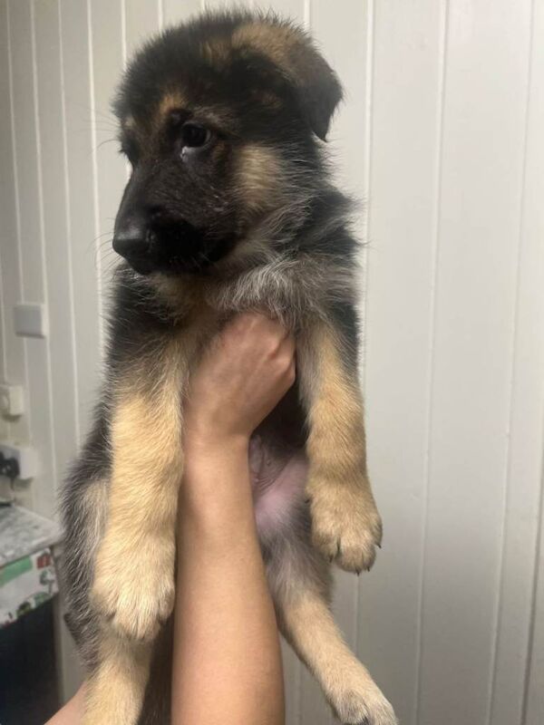German Shepherd puppies for sale in Gateshead, Tyne And Wear – KC registered, 11 weeks old - Image 3 of 6