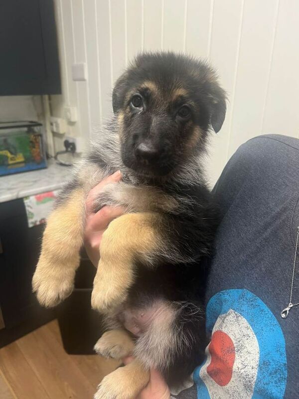 German Shepherd puppies for sale in Gateshead, Tyne And Wear – KC registered, 11 weeks old - Image 4 of 6