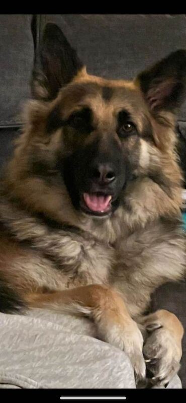 German Shepherd puppies for sale in Gateshead, Tyne And Wear – KC registered, 11 weeks old - Image 6 of 6