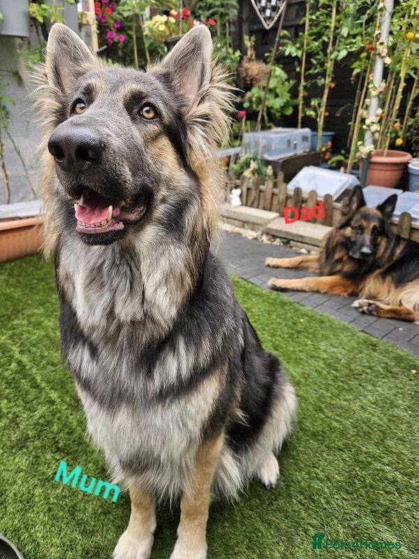 German Shepherd puppies for sale in Greenford, Greater London – 3 months old - Image 2 of 4