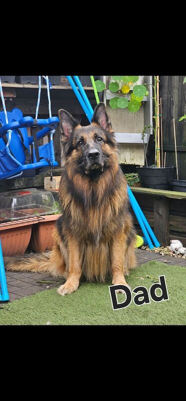 German Shepherd puppies for sale in Greenford, Greater London – 3 months old - Image 3 of 4