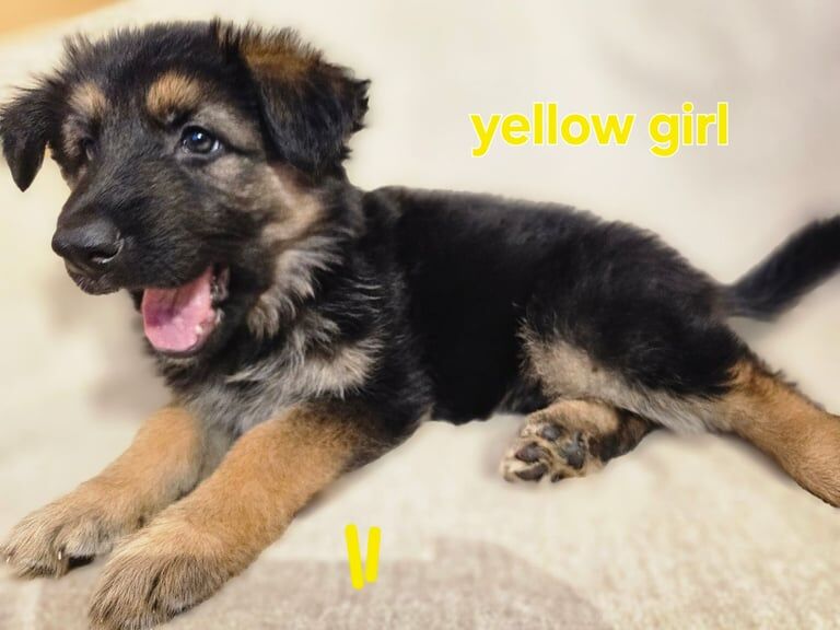 German Shepherd puppies for sale in Greenford, Greater London – 3 months old - Image 4 of 4