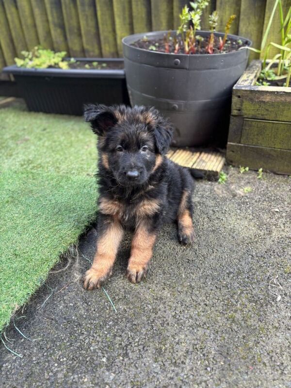 German sheperd long haired puppies