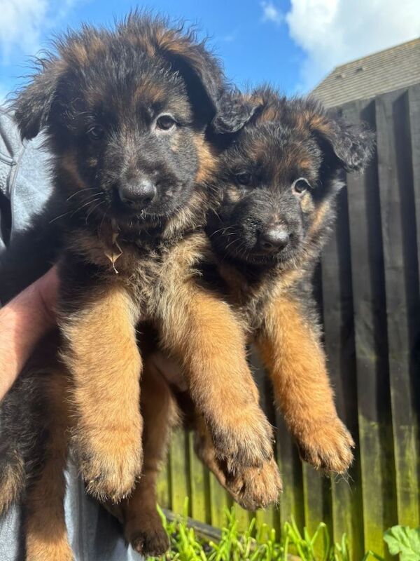 German sheperd long haired puppies - Image 2 of 4