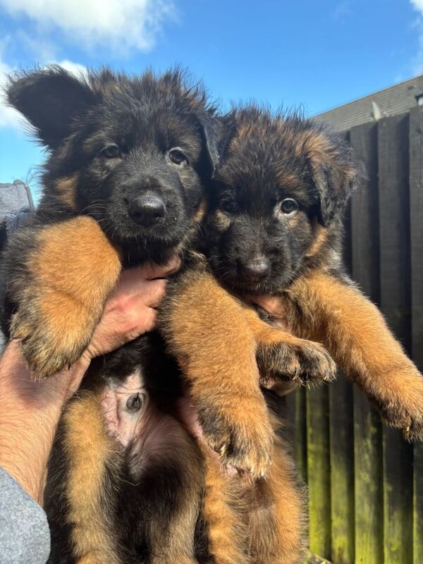 German sheperd long haired puppies - Image 3 of 4