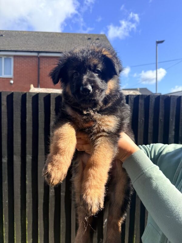 German sheperd long haired puppies - Image 4 of 4