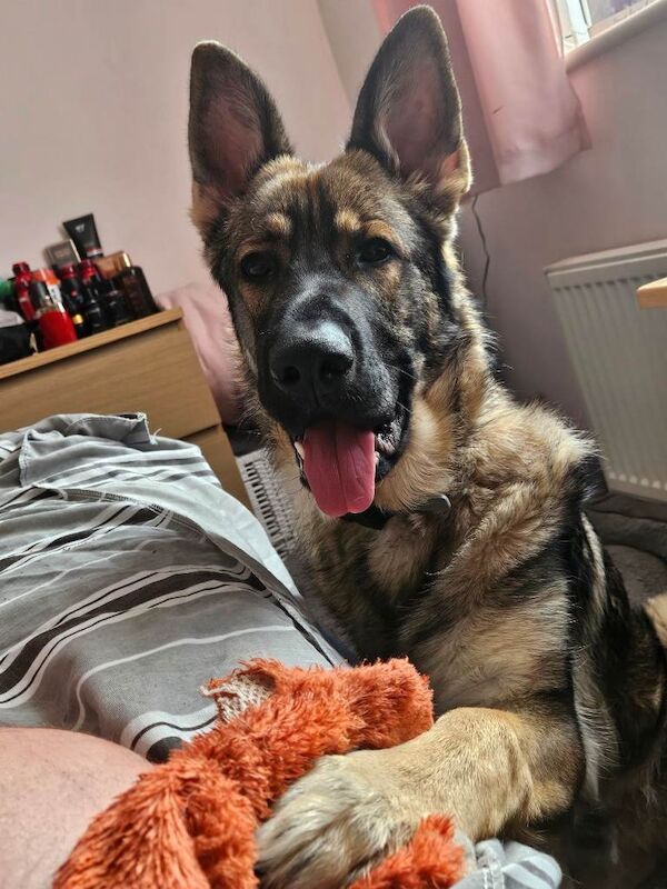 German sheperd pup 7 months old