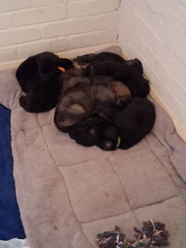 German Shepherd puppies for sale in Hartlepool, Durham – 3 weeks old