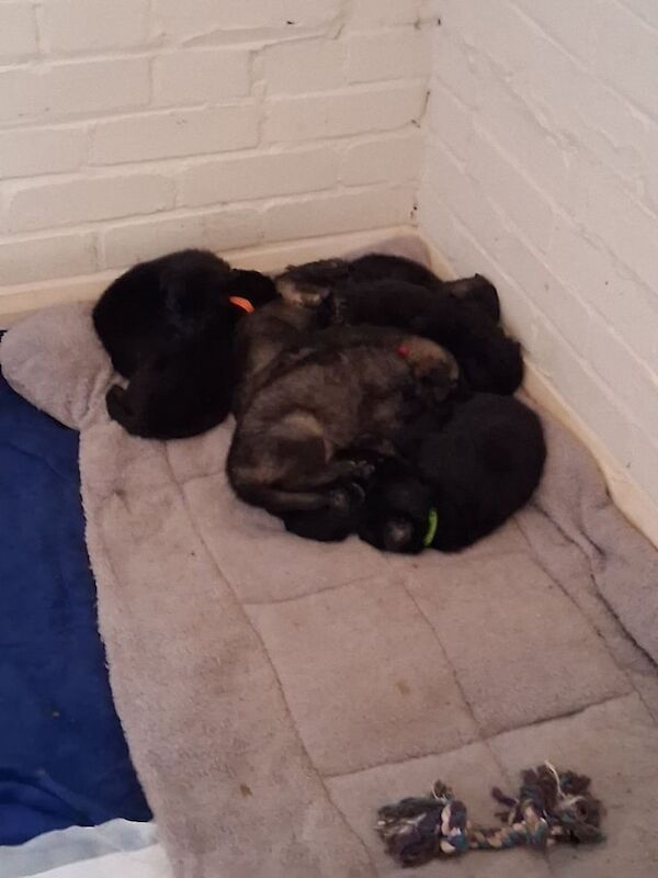 German Shepherd puppies for sale in Hartlepool, Durham – 3 weeks old - Image 2 of 3