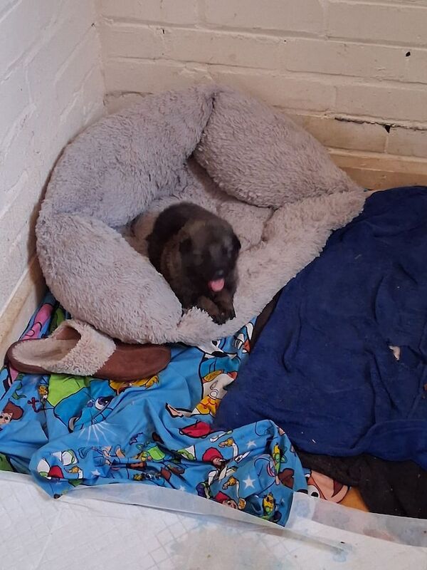 German Shepherd puppies for sale in Hartlepool, Durham – 3 weeks old - Image 3 of 3