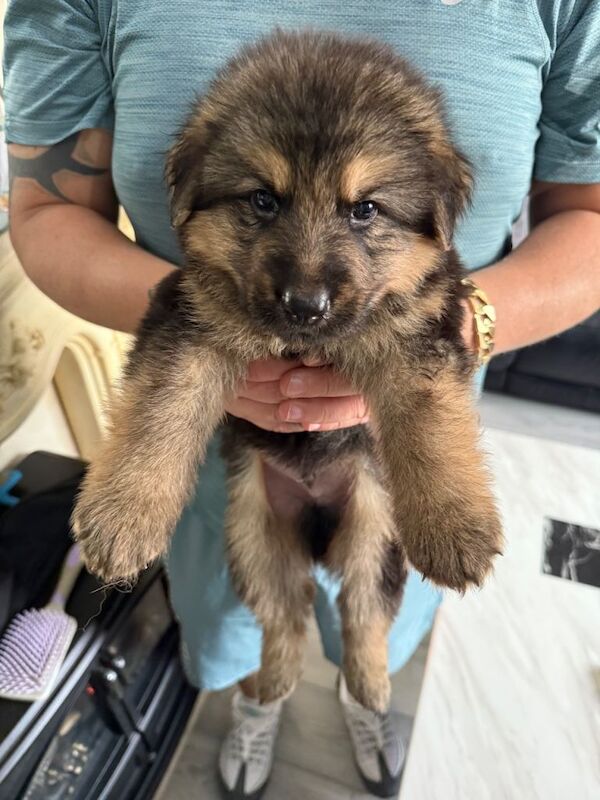 German sheperd puppies