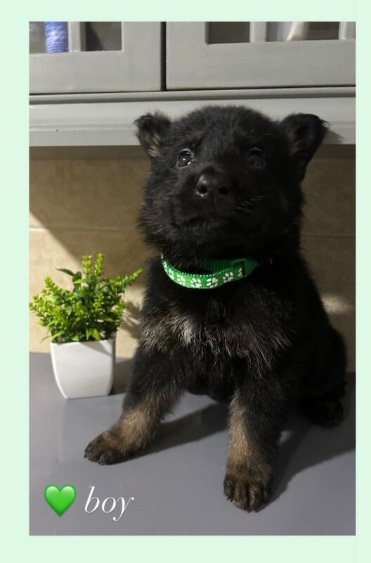 German Shepherd puppies for sale in Lampeter / Llanbedr Pont Steffan, Dyfed – KC registered, 5 weeks old