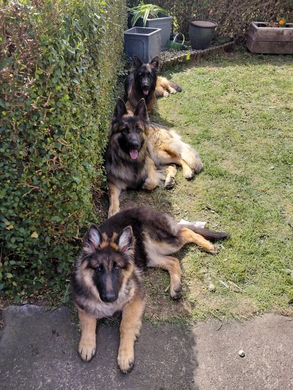 German Shepherd puppies for sale in Middlesbrough, North Yorkshire – 8 months old