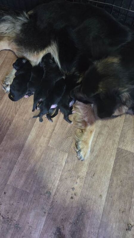 German shephard