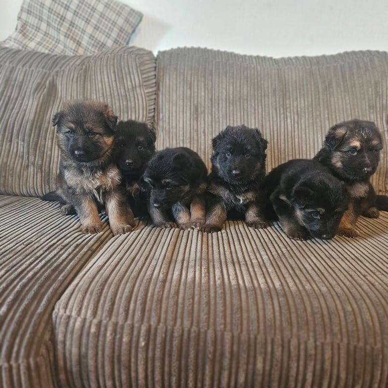 German Shepherd Puppies For Sale
