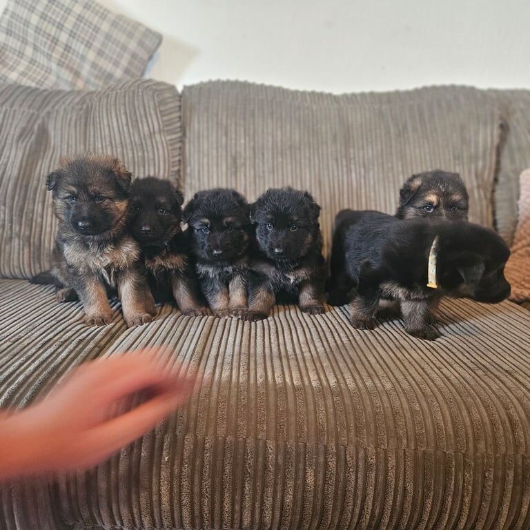 German Shepherd puppies for sale in Peacehaven, East Sussex – 6 weeks old - Image 2 of 3