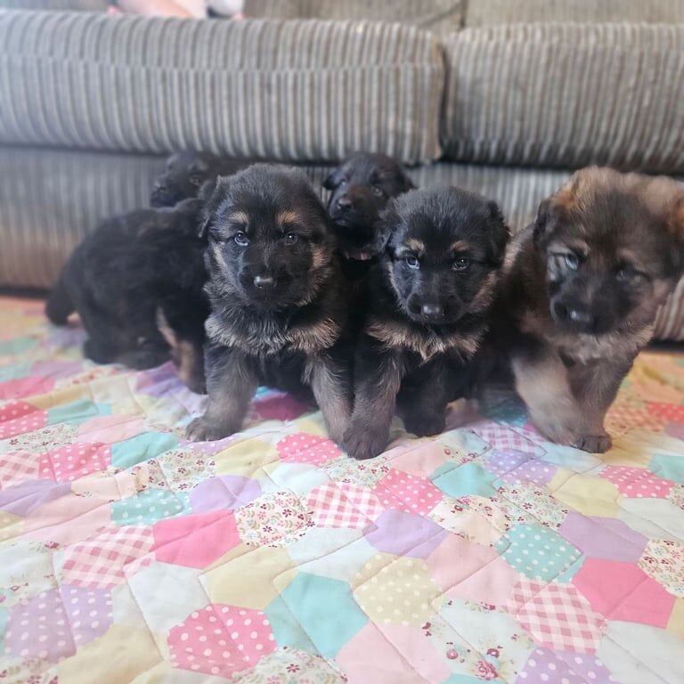German Shepherd puppies for sale in Peacehaven, East Sussex – 6 weeks old - Image 3 of 3