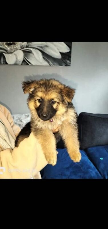 German Shepherd puppies for sale in Bridgnorth, Shropshire – 9 weeks old