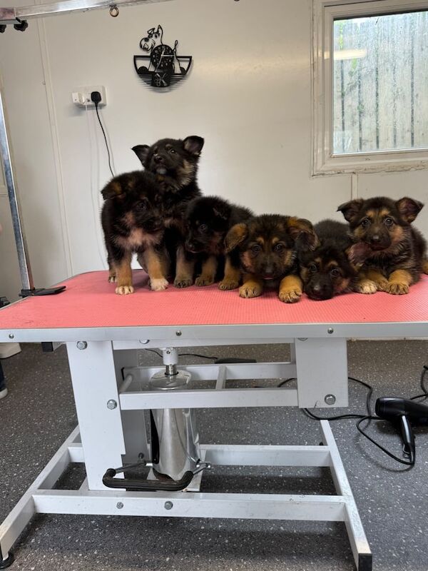 German Shepherd puppies for sale in Newry, County Armagh – 7 weeks old