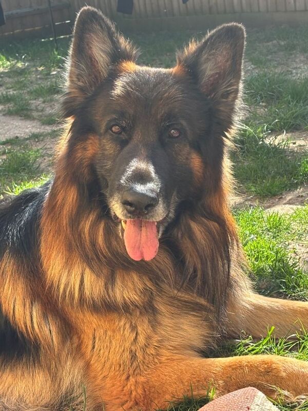 German Shepherd puppies for sale in Wimborne Minster, Dorset – 7 years old