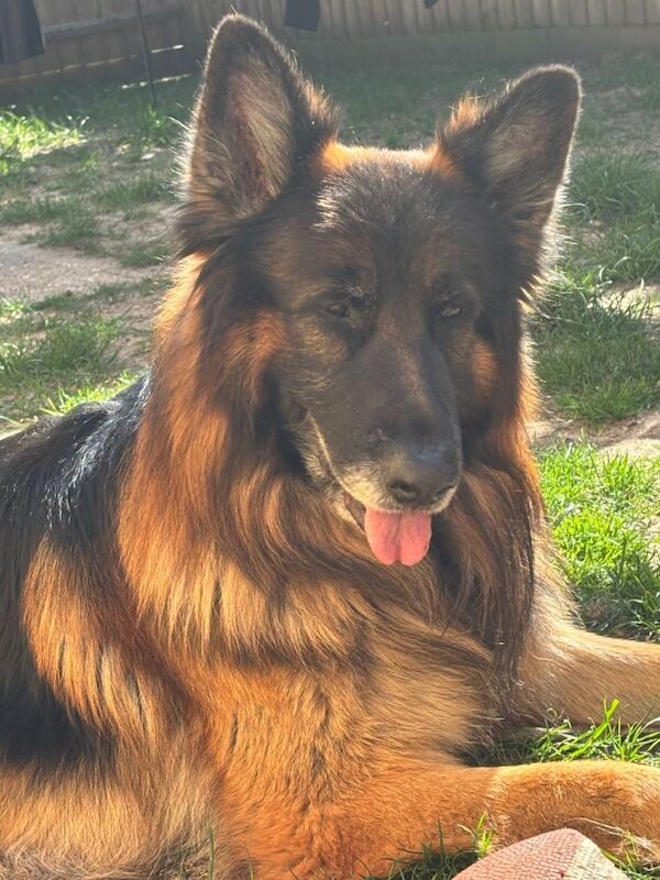 German Shepherd puppies for sale in Wimborne Minster, Dorset – 7 years old - Image 2 of 2