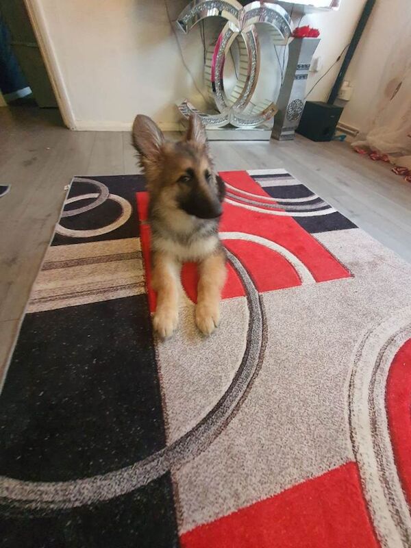 German Shepherd 14weeks old male Black and tan - Image 3 of 6