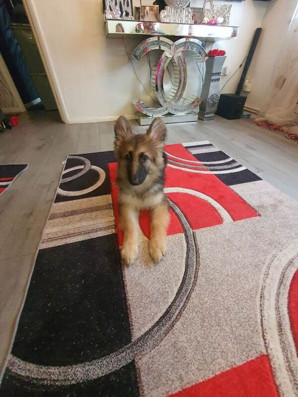 German Shepherd 14weeks old male Black and tan - Image 4 of 6