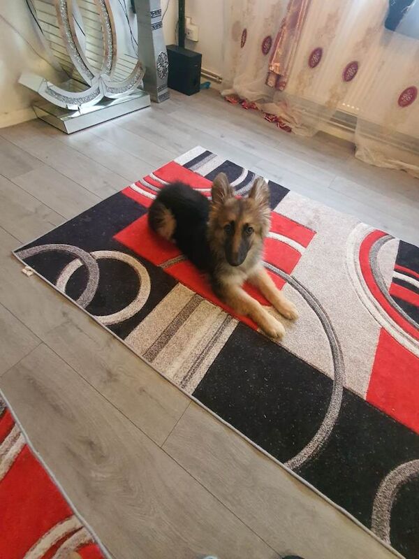 German Shepherd 14weeks old male Black and tan - Image 5 of 6
