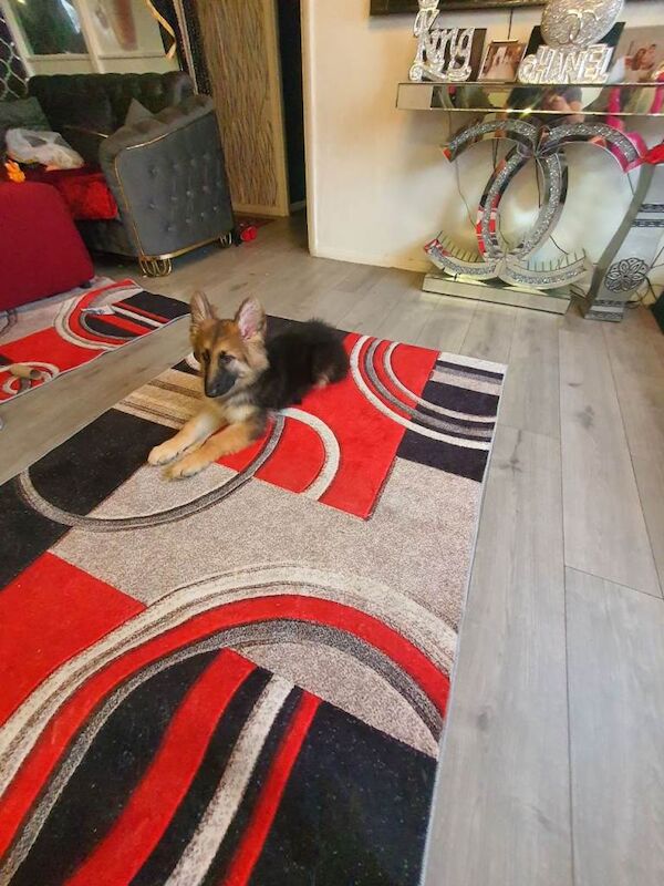 German Shepherd 14weeks old male Black and tan - Image 6 of 6