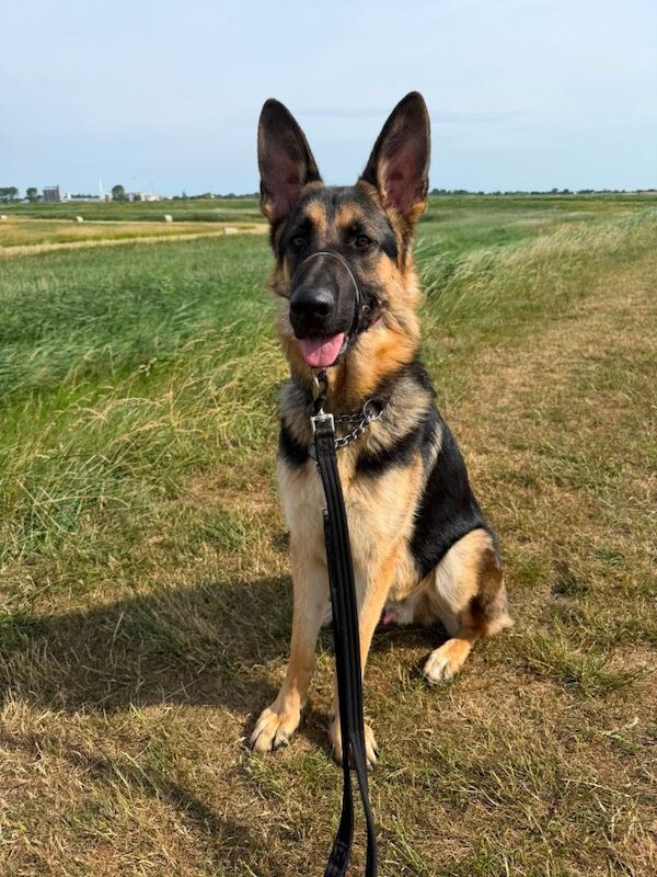 German shepherd 18 months old