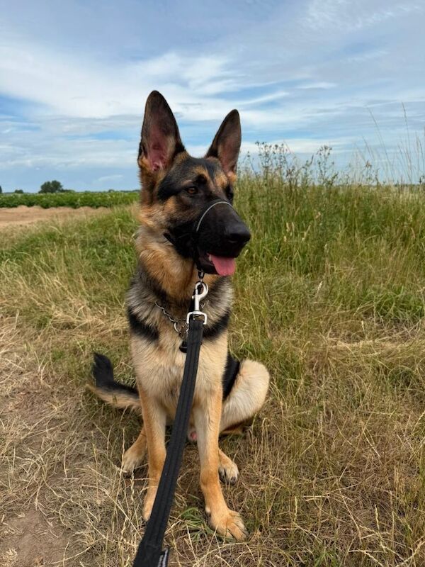 German shepherd 18 months old - Image 2 of 5