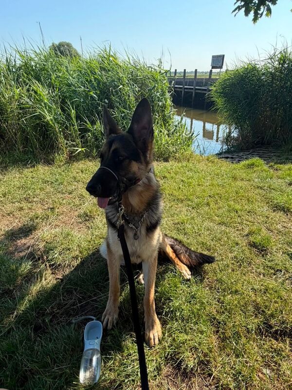 German shepherd 18 months old - Image 3 of 5