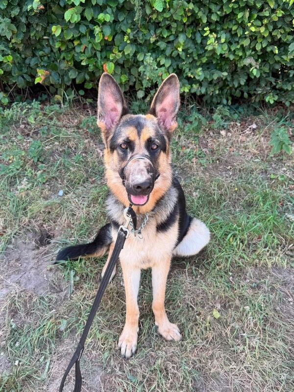 German shepherd 18 months old - Image 4 of 5