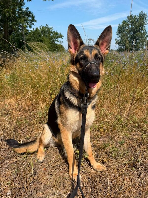 German shepherd 18 months old - Image 5 of 5