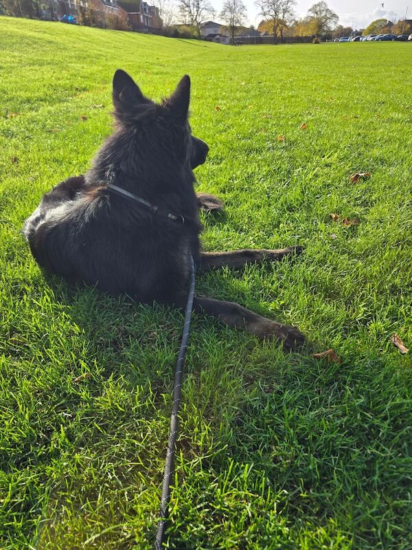 German Shepherd puppies for sale in Middlesbrough, North Yorkshire – 2 years old - Image 2 of 5