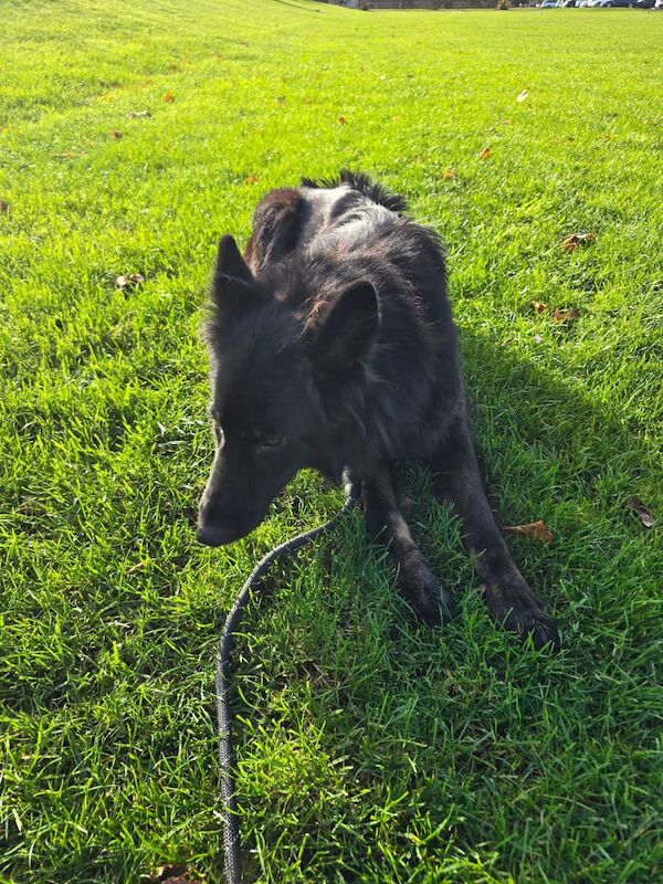 German Shepherd puppies for sale in Middlesbrough, North Yorkshire – 2 years old - Image 3 of 5