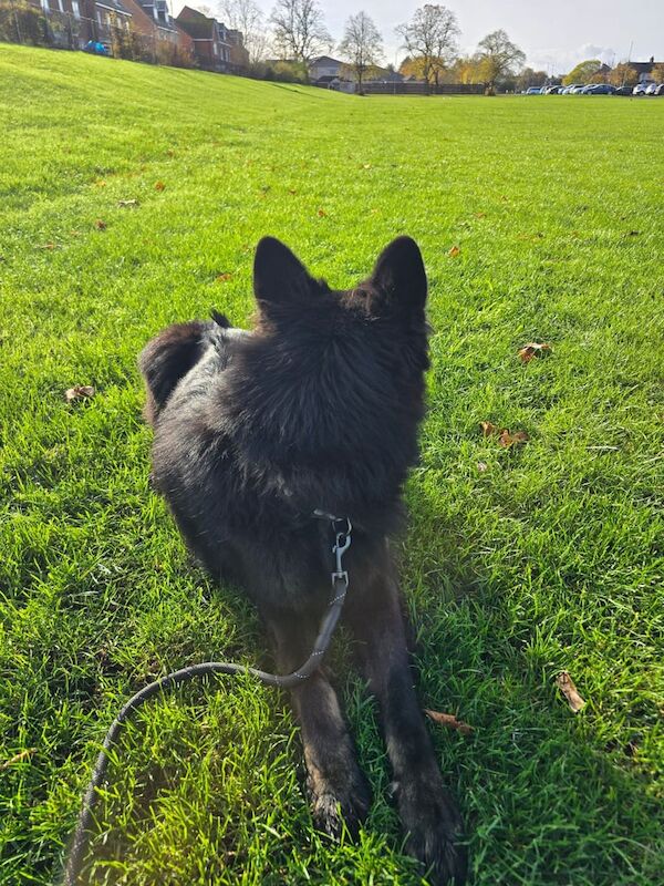 German Shepherd puppies for sale in Middlesbrough, North Yorkshire – 2 years old - Image 4 of 5