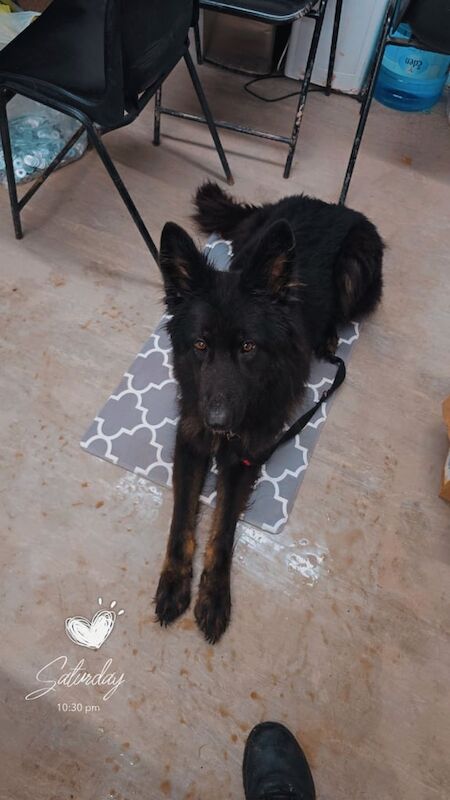 German Shepherd puppies for sale in Middlesbrough, North Yorkshire – 2 years old - Image 5 of 5
