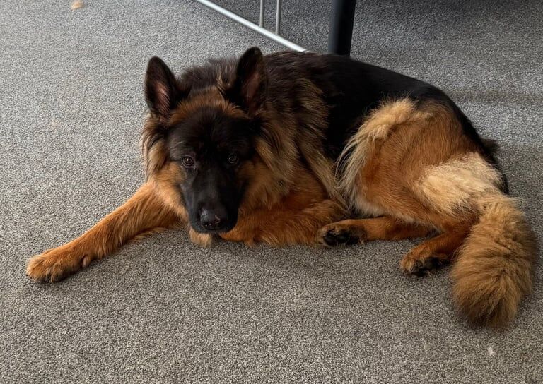 German Shepherd puppies for sale in Withernsea, East Riding of Yorkshire – 2 years old