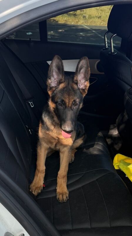 German shepherd - 3 Month Old