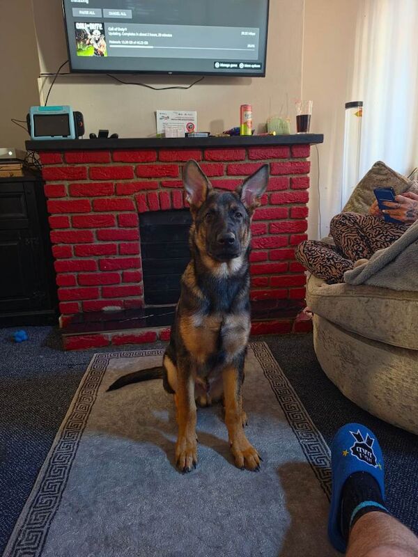 German shepherd 4 months old male