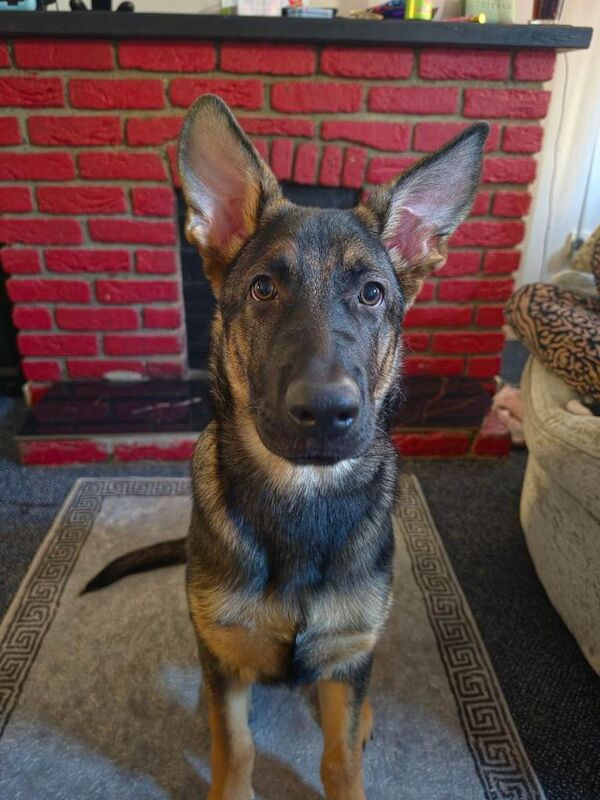 German shepherd 4 months old male - Image 2 of 3