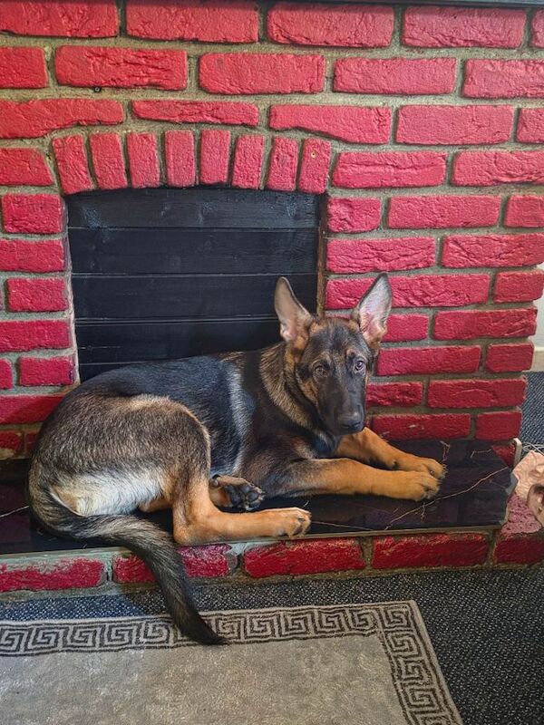 German shepherd 4 months old male - Image 3 of 3