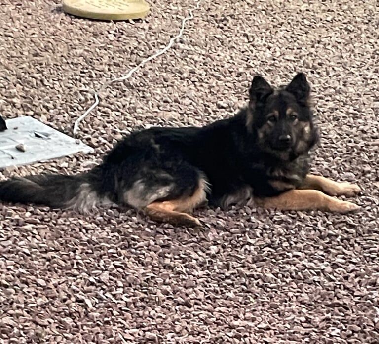 German shepherd for sale in Hereford, Herefordshire - Image 2