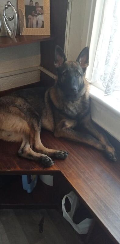German Shepherd puppies for sale in Gravesend, Kent – 1 year old - Image 2 of 2