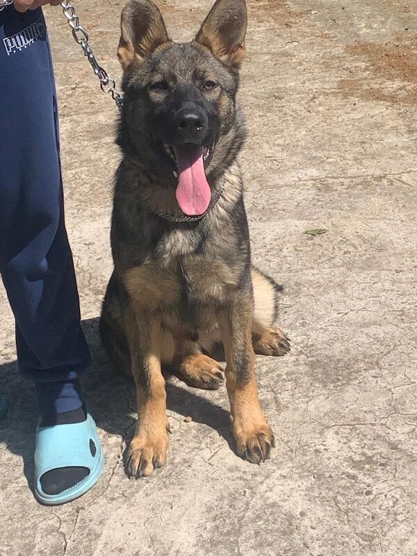 German shepherd for sale in Erdington, West Midlands