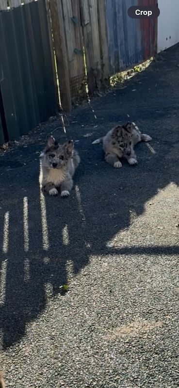 German shepherd for sale in Crossmaglen, County Armagh